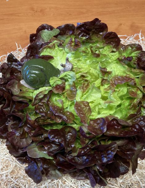 Salade Auvergne REGION cat1/cal nc