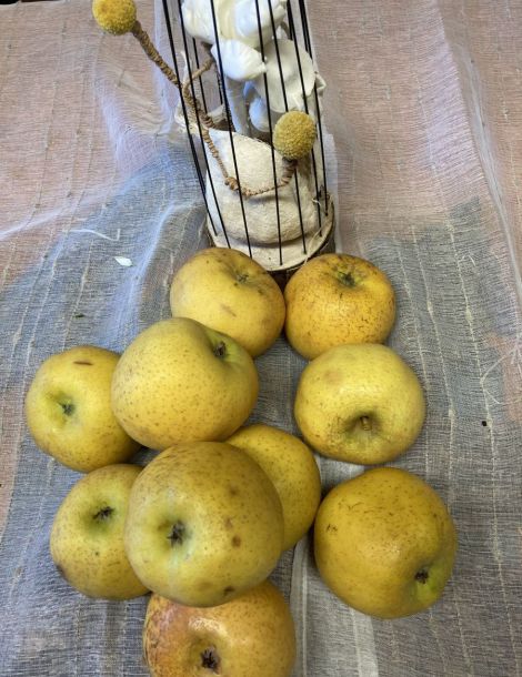 1 Colis de Pommes Chanteclerc 8 kg environ  france cat 1/ cal +150