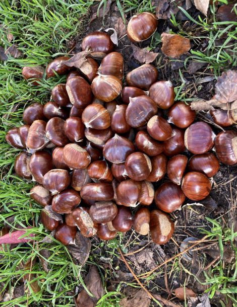 1 kg Marrons FRANCE  CAT 1 CAL NC