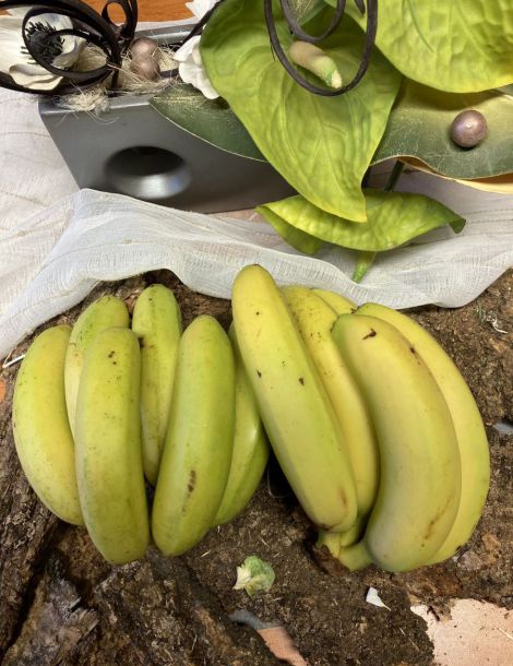 1kg environ bananes environ import cat 1/ cal p14