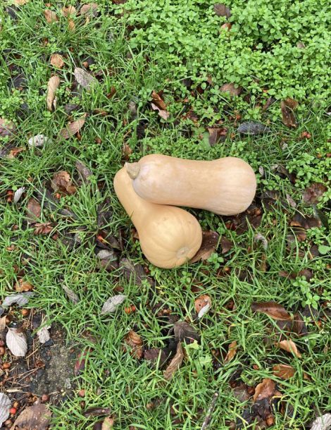 butternut IMPORT LA PIECE