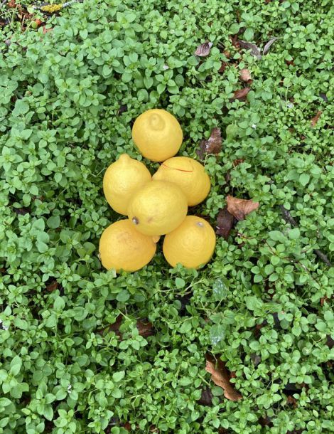 1 kilo environ citron  espagne cat1/ cal 4/40