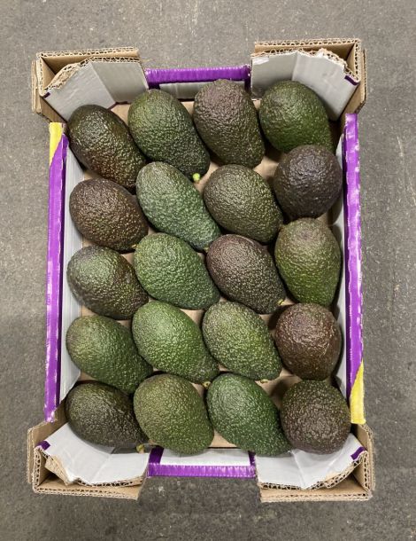 1 avocats hass cat 1/cal 20 ESPAGNE