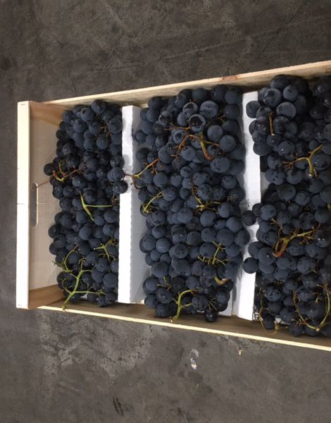 1 KG environ raisin NOIR  MUSCAT  FRANCE  cat 1  /cal nc